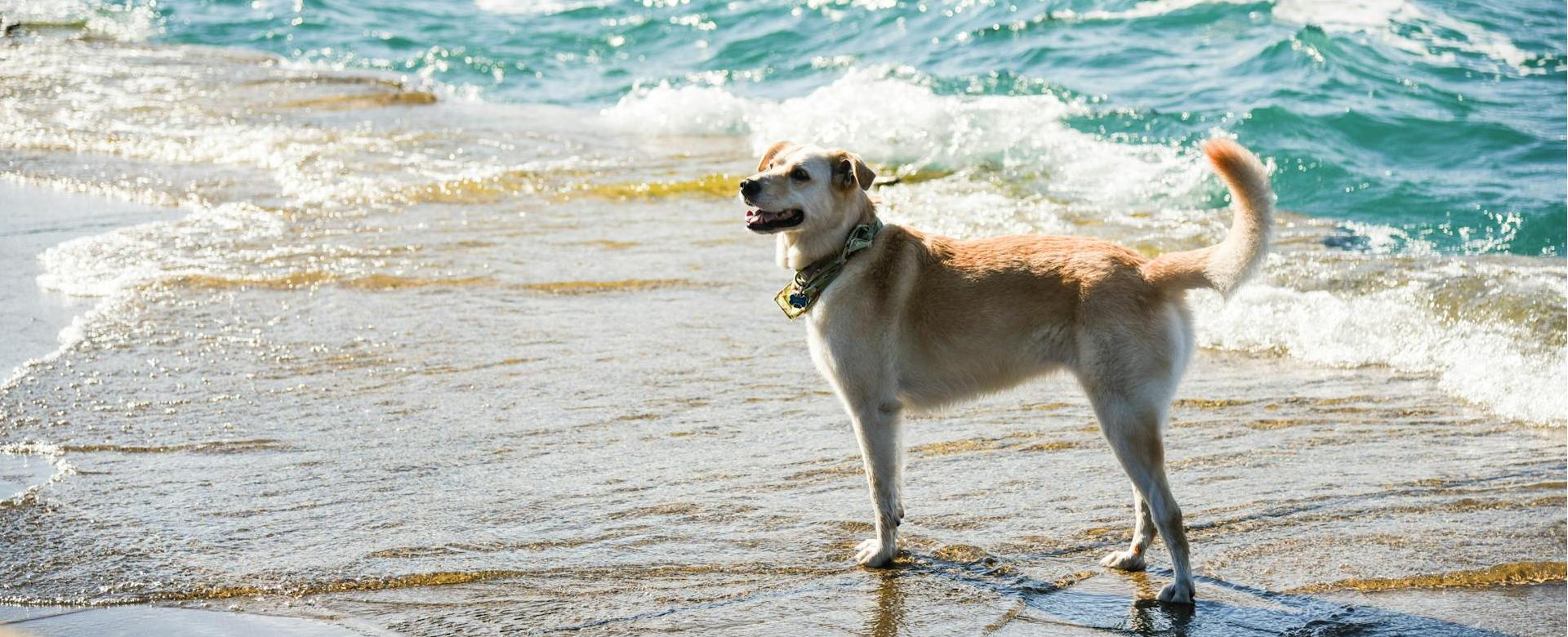 Negozio Di Animali Per Cani -Negozio Di Animali Per Cani pexels gdtography 277628 828735