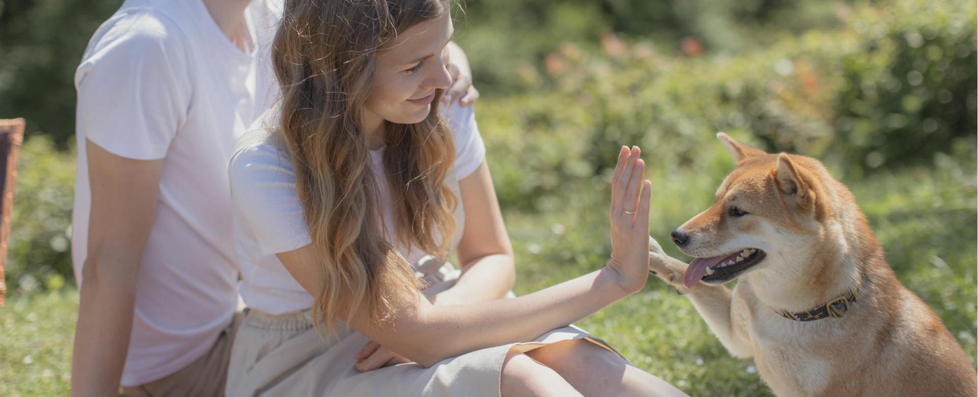 Negozio Di Animali Per Cani -Negozio Di Animali Per Cani pexels yaroslav shuraev 4503621